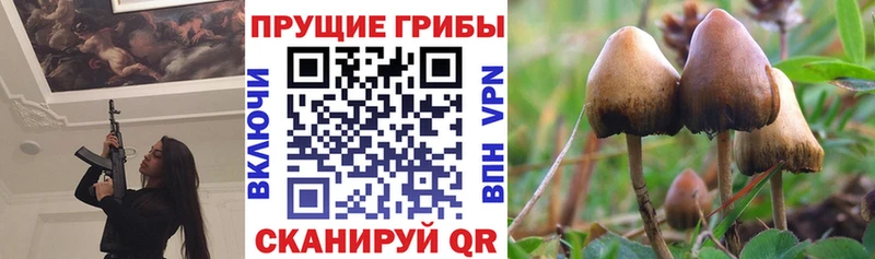 Купить где  Кондрово  Псилоцибиновые грибы Cubensis 